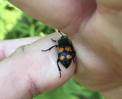 Nicrophorus defodiens