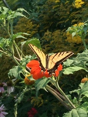 Papilio multicaudata