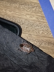 Halyomorpha halys