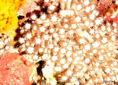 Goniopora albiconus