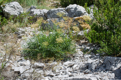 Laserpitium gallicum