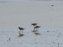Limosa lapponica baueri