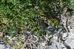 Laserpitium gallicum