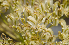 Laserpitium gallicum