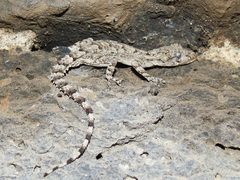 Mediodactylus heterocercus