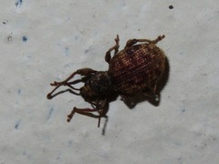 Otiorhynchus crataegi