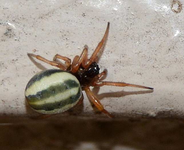 Singa albodorsata