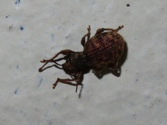 Otiorhynchus crataegi