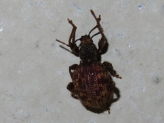 Otiorhynchus crataegi
