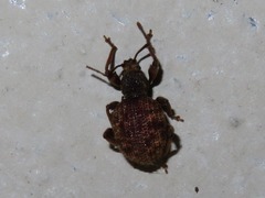 Otiorhynchus crataegi