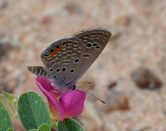 Freyeria trochylus