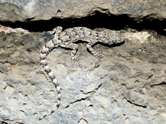 Mediodactylus heterocercus