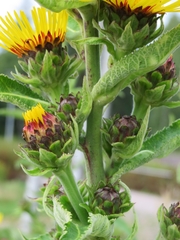 Inula racemosa
