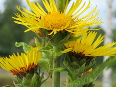 Inula racemosa