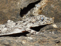 Mediodactylus heterocercus