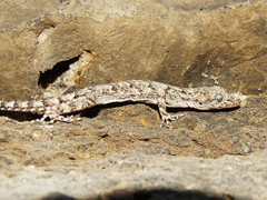 Mediodactylus heterocercus