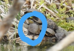 Emys orbicularis occidentalis
