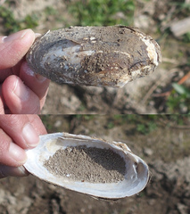 Unio elongatulus