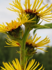 Inula racemosa