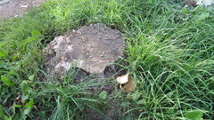 Cerioporus squamosus