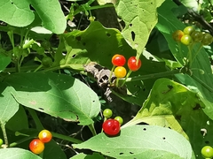 Witheringia mexicana