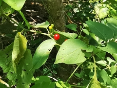 Witheringia mexicana