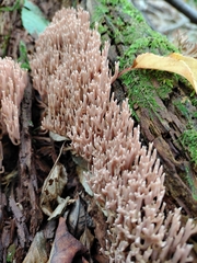 Ramaria rubella