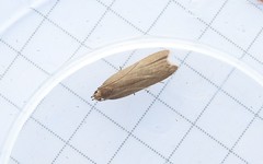 Acompsia cinerella