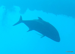 Caranx melampygus