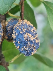 Monilinia fructigena