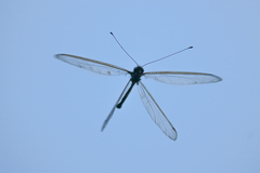 Haploglenius flavicornis