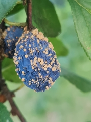 Monilinia fructigena