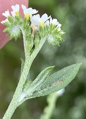 Euploca ovalifolia image