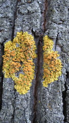 Xanthoria parietina