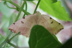 Eilicrinia trinotata
