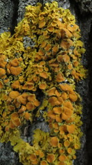 Xanthoria parietina