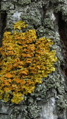 Xanthoria parietina