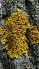 Xanthoria parietina