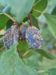 Monilinia fructigena
