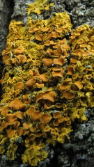 Xanthoria parietina