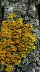 Xanthoria parietina
