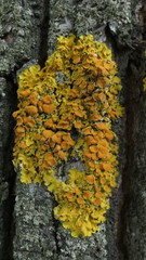Xanthoria parietina