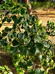 Polyscias scutellaria