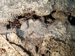 Aphaenogaster subterranea