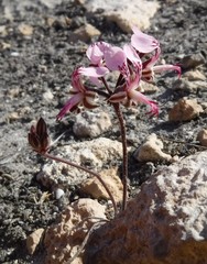 Pelargonium dipetalum