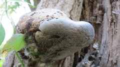 Fomes fomentarius