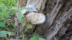 Fomes fomentarius