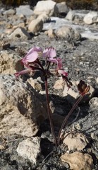 Pelargonium dipetalum