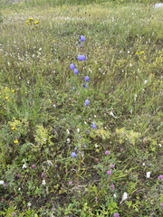 Adenophora stenanthina