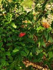 Ixora coccinea